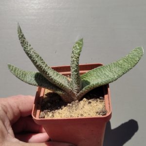 Gasteria verrucosa