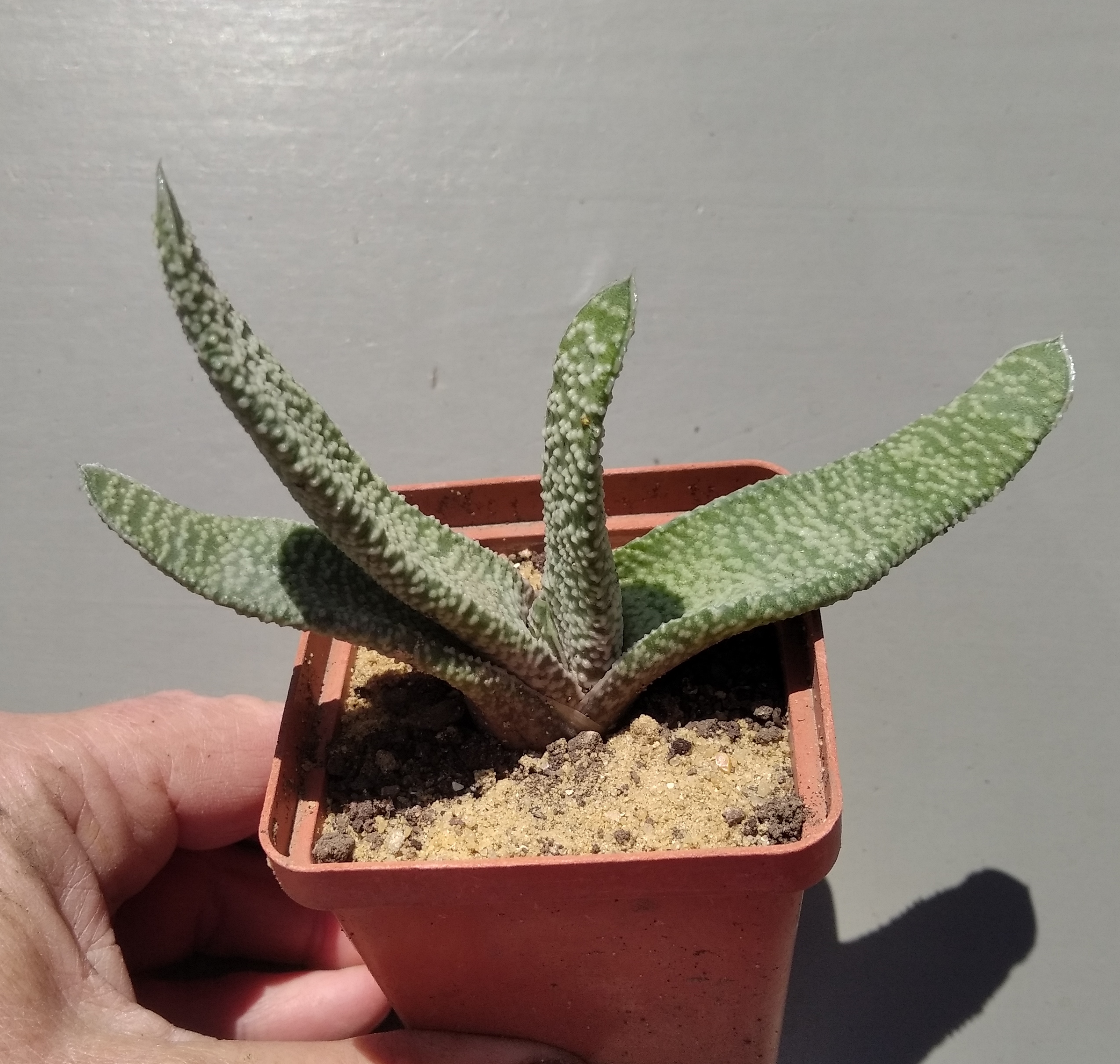 Gasteria verrucosa