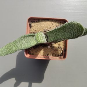 Gasteria verrucosa