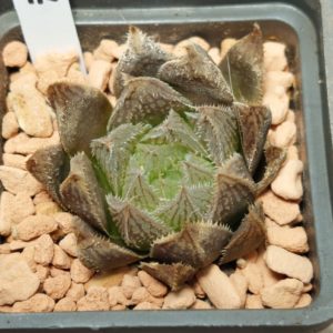 7243 Haworthia 'Gorbi' hybrid F2