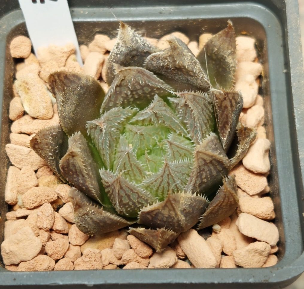 7243 Haworthia 'Gorbi' hybrid F2