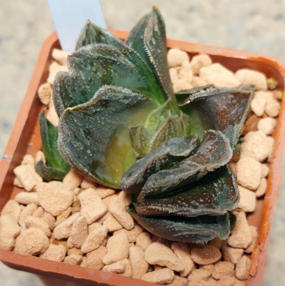 7229 Haworthia truncata hybrid