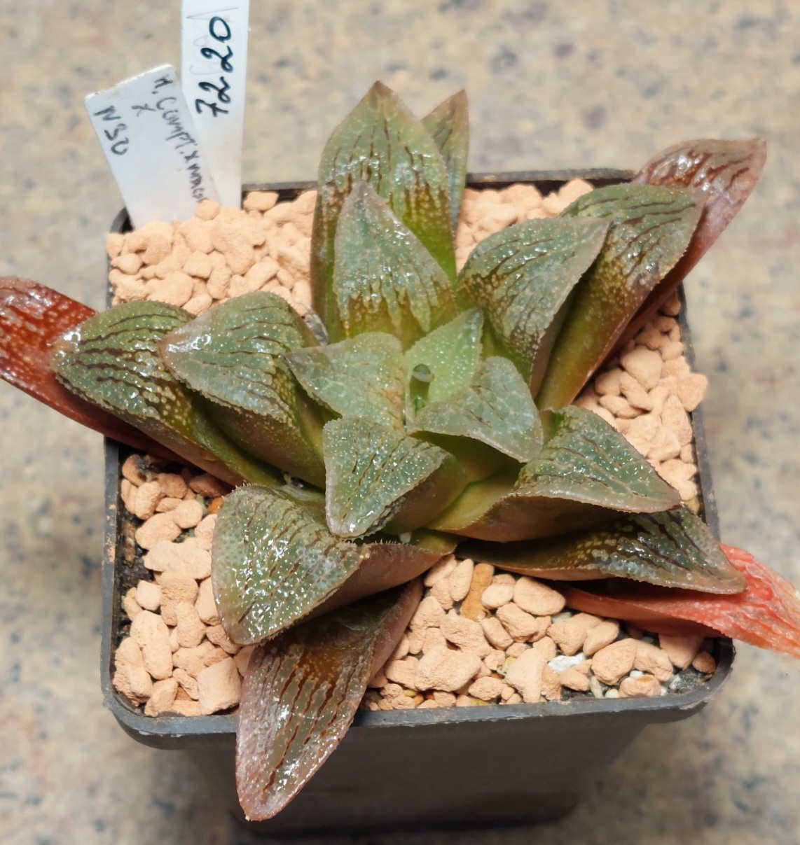 7220 Haworthia comptoniana x splendens x VVG30