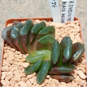 7219 Haworthia truncata hybrid