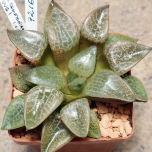 7216 Haworthia comptoniana VVG1 сіянець вік 6 років