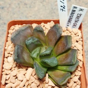 7215 Haworthia maughanii hybrid