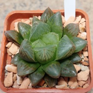 7240 Haworthia obtusa hybrid