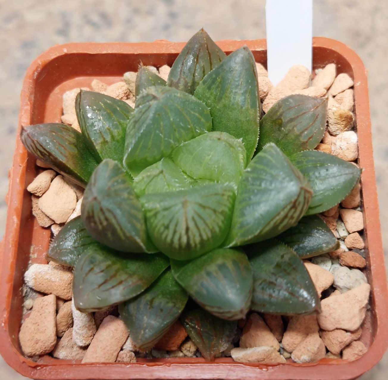 7240 Haworthia obtusa hybrid