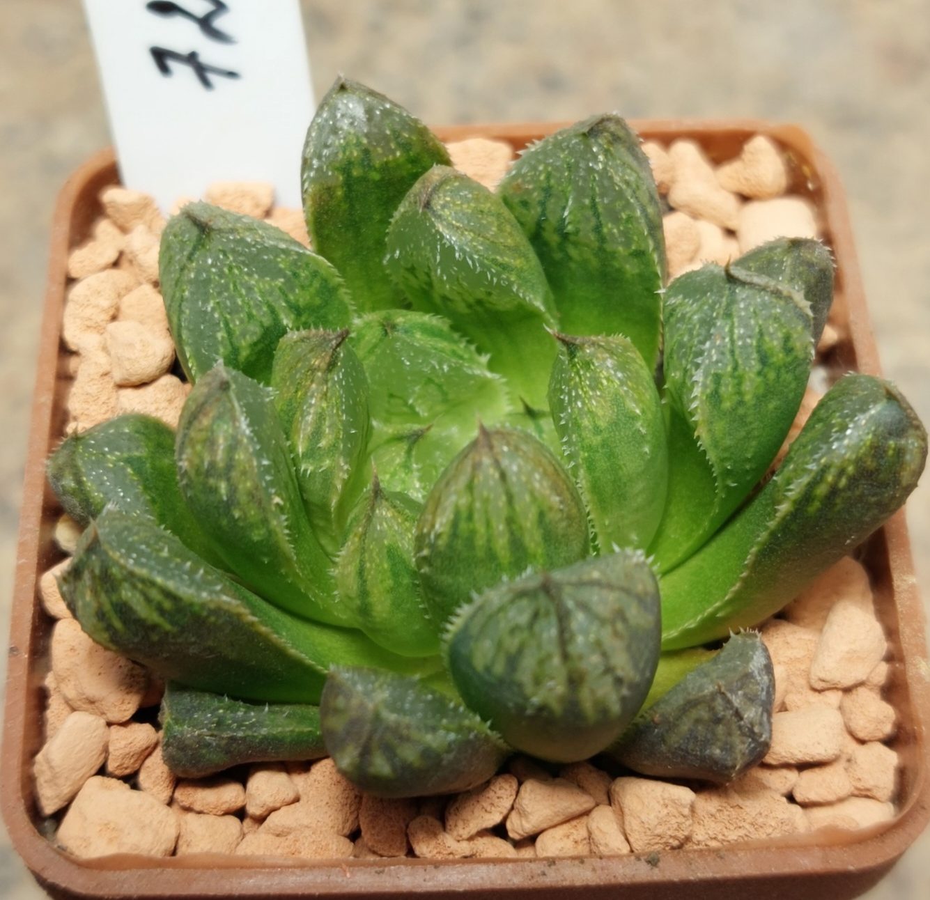 7245 Haworthia cooperi x 'Kegazato' F2