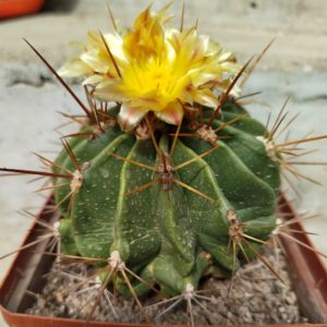 Ferocactus echidne MG