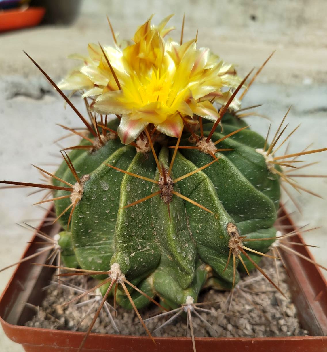 Ferocactus echidne MG