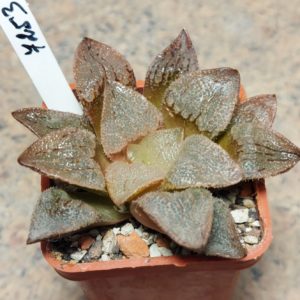 7253 Haworthia hybrid