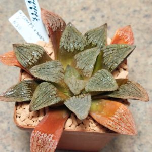 7222 Haworthia comptoniana x splendens x VVG30