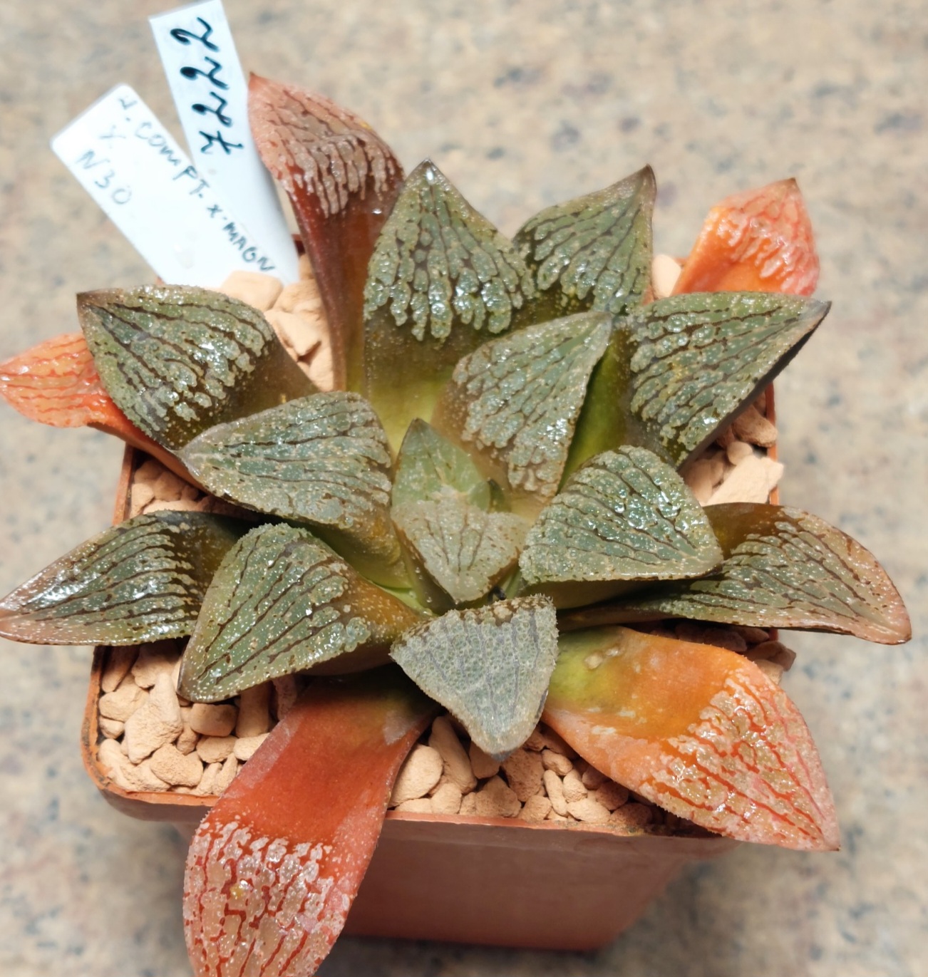 7222 Haworthia comptoniana x splendens x VVG30
