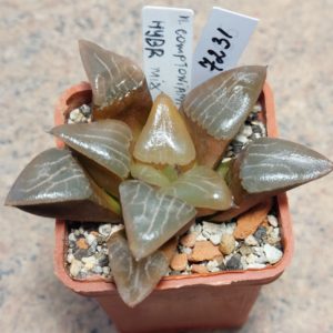 7231 Haworthia comptoniana x bayeri hybrid mix