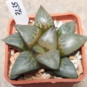 7235 Haworthia comptoniana x bayeri F2