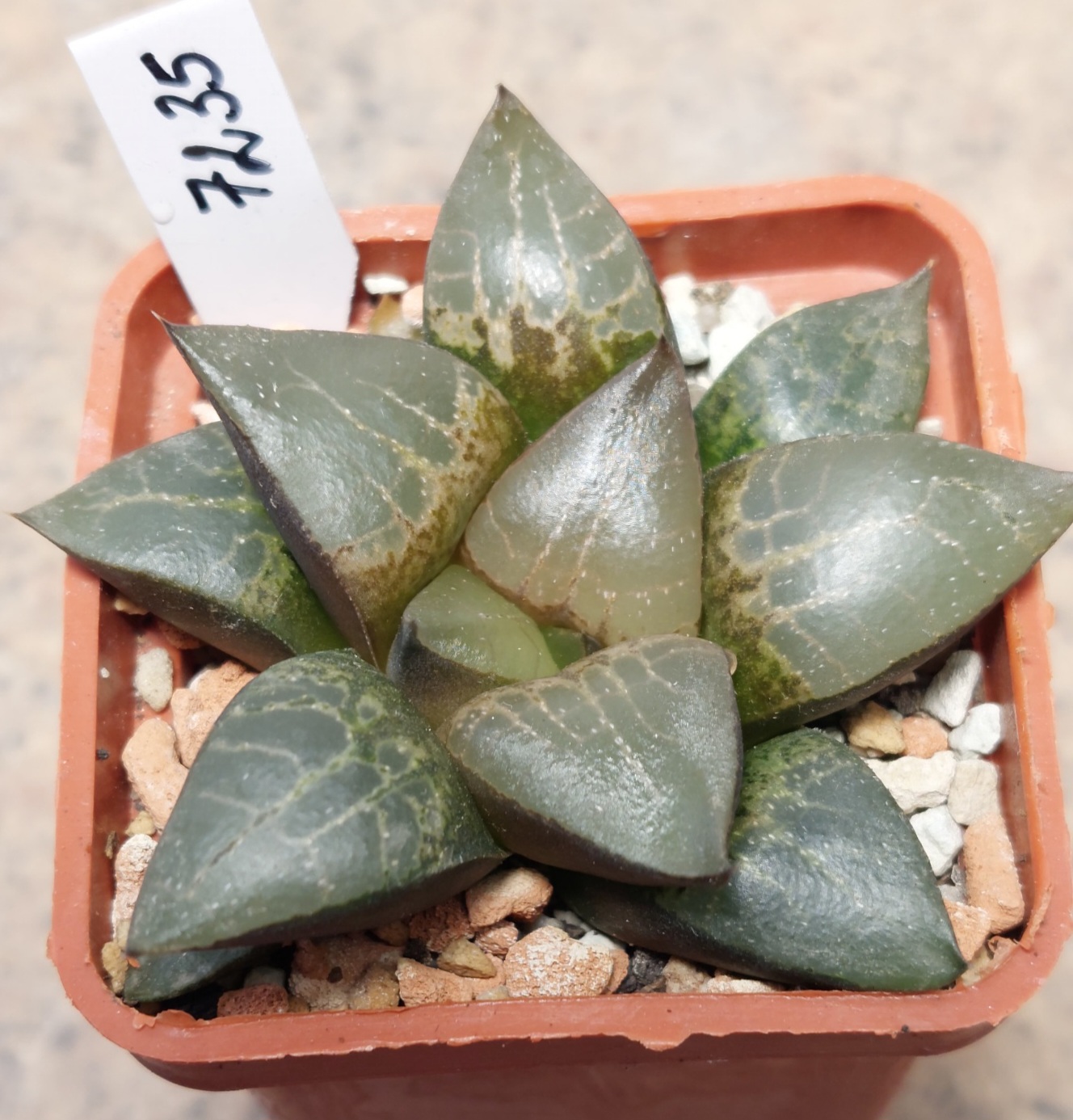 7235 Haworthia comptoniana x bayeri F2