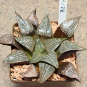 7214 Haworthia comptoniana Selected form сіянець вік 6 роки