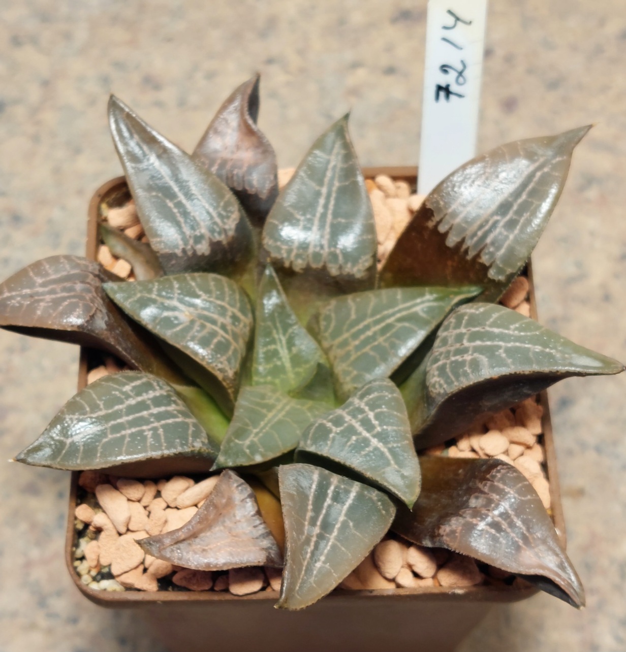 7214 Haworthia comptoniana Selected form сіянець вік 6 роки