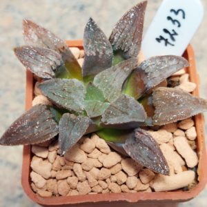 7233 Haworthia pygmaea v.crystallina  сіянець