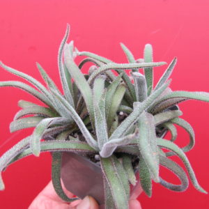 Crassula hirta     3 разом