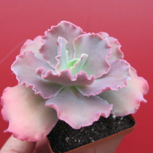 Echeveria Aguarius Red