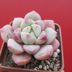 Echeveria     *Jelly Jem*   Red     hybr.