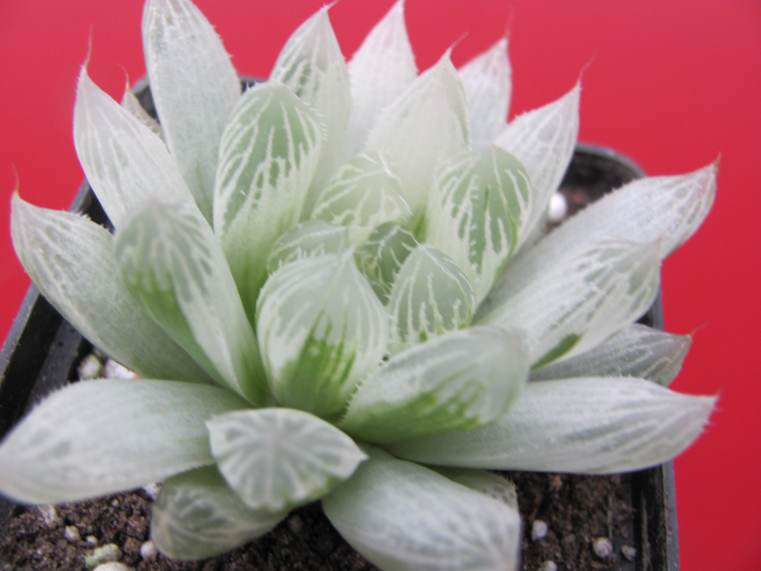 IMG_0067