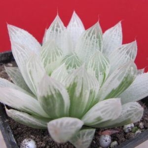 Haworthia  cooperi  variegata