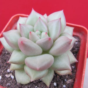 Echeveria    Van  Keppel