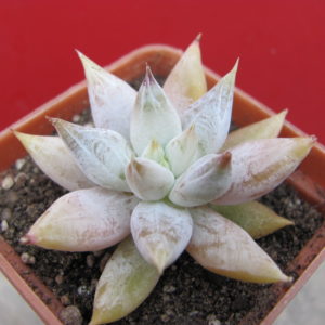 Echeveria  tolimanensis