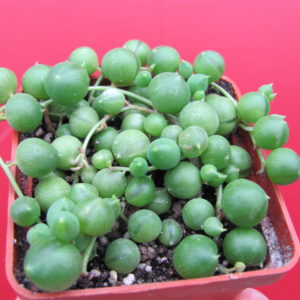 Senecio rowleyanus