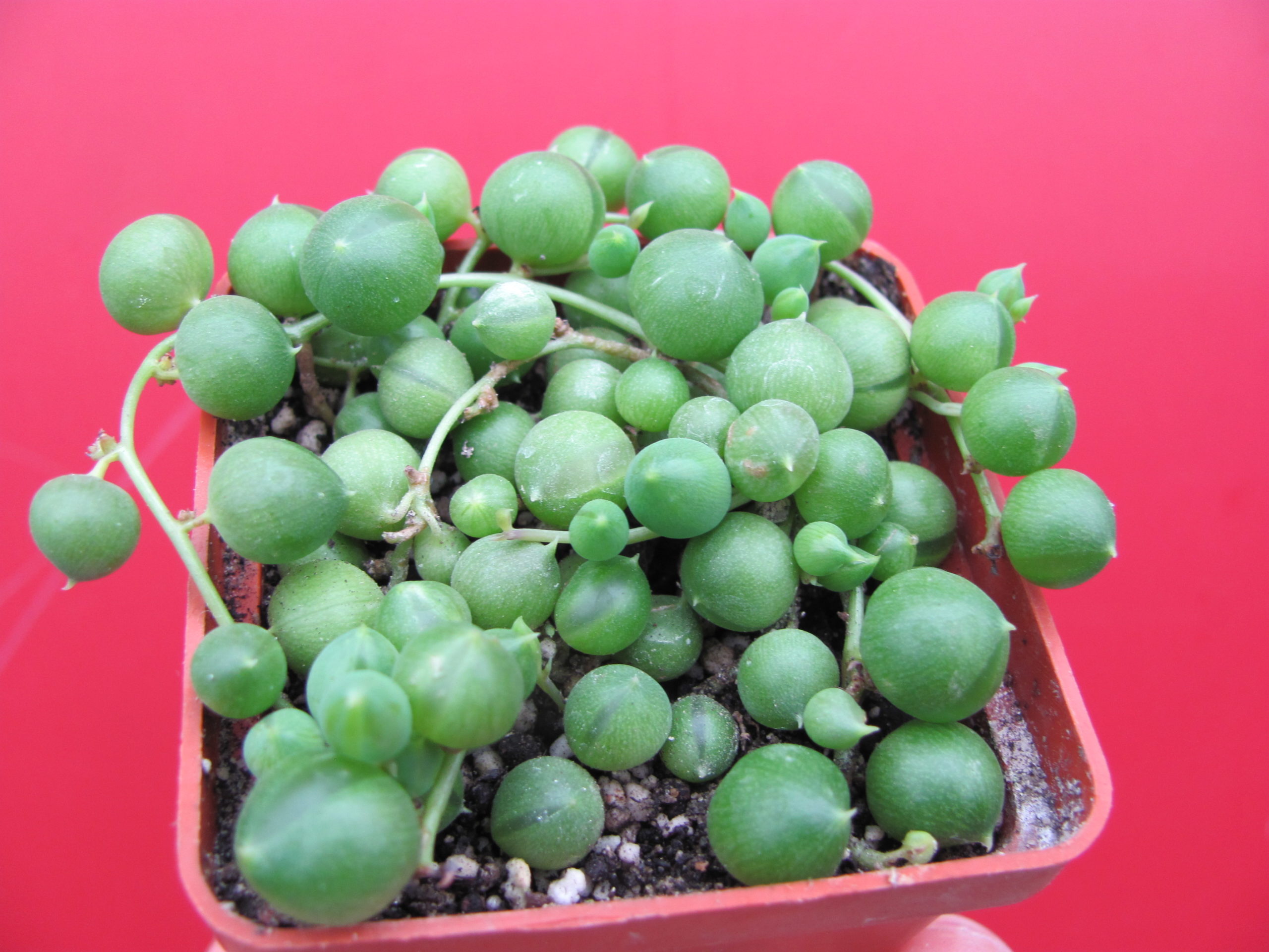 Senecio rowleyanus