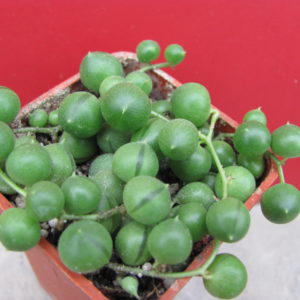 Senecio  rowleyanus
