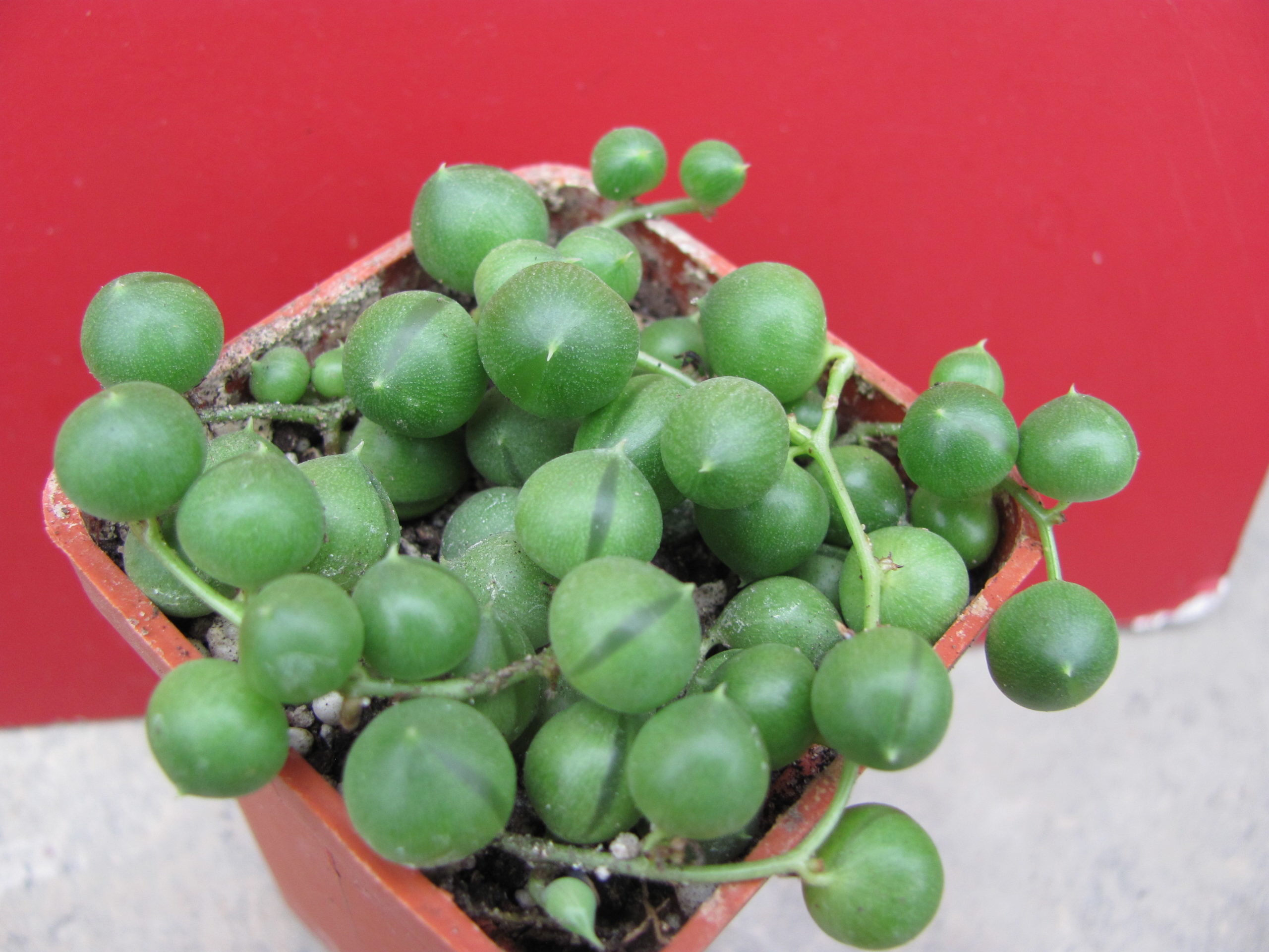 Senecio  rowleyanus