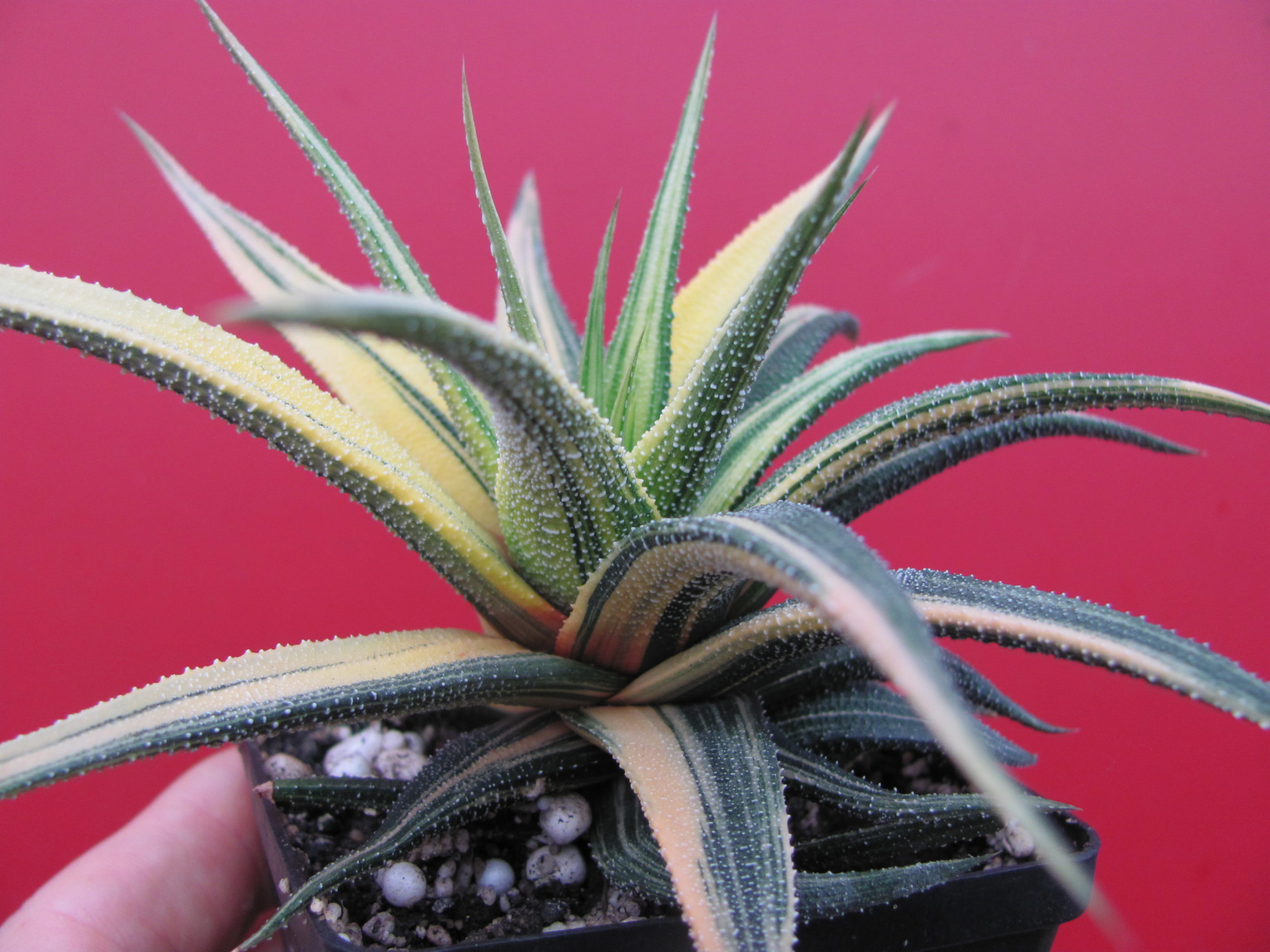 Haworthia  radula   variegata