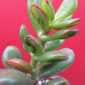 Crassula    *HOBBIT*