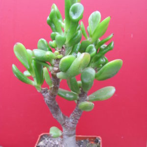 Crassula  ovata  *Gollum*