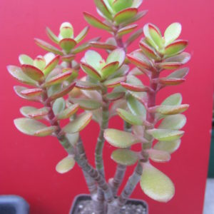 Crassula  ovata   Minor
