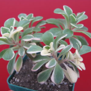 Aeonium   domesticum  variegata