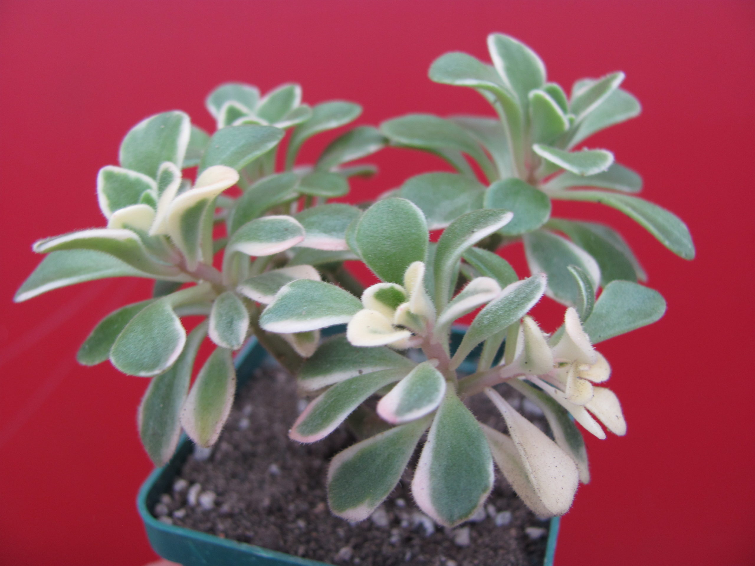 Aeonium   domesticum  variegata