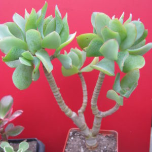 Crassula   Blue  Bird