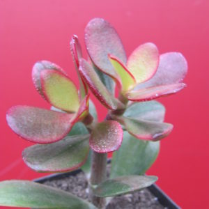 Crassula    Hummels Sunset