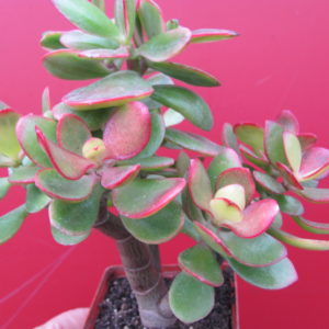 Crassula   Hummels Sunset   variegata