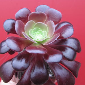 Aeonium  Velour