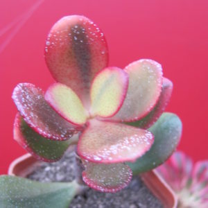 Crassula   Hummels Sunset