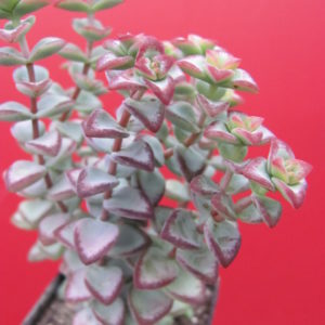Crassula  perforata  *Aiboshi*