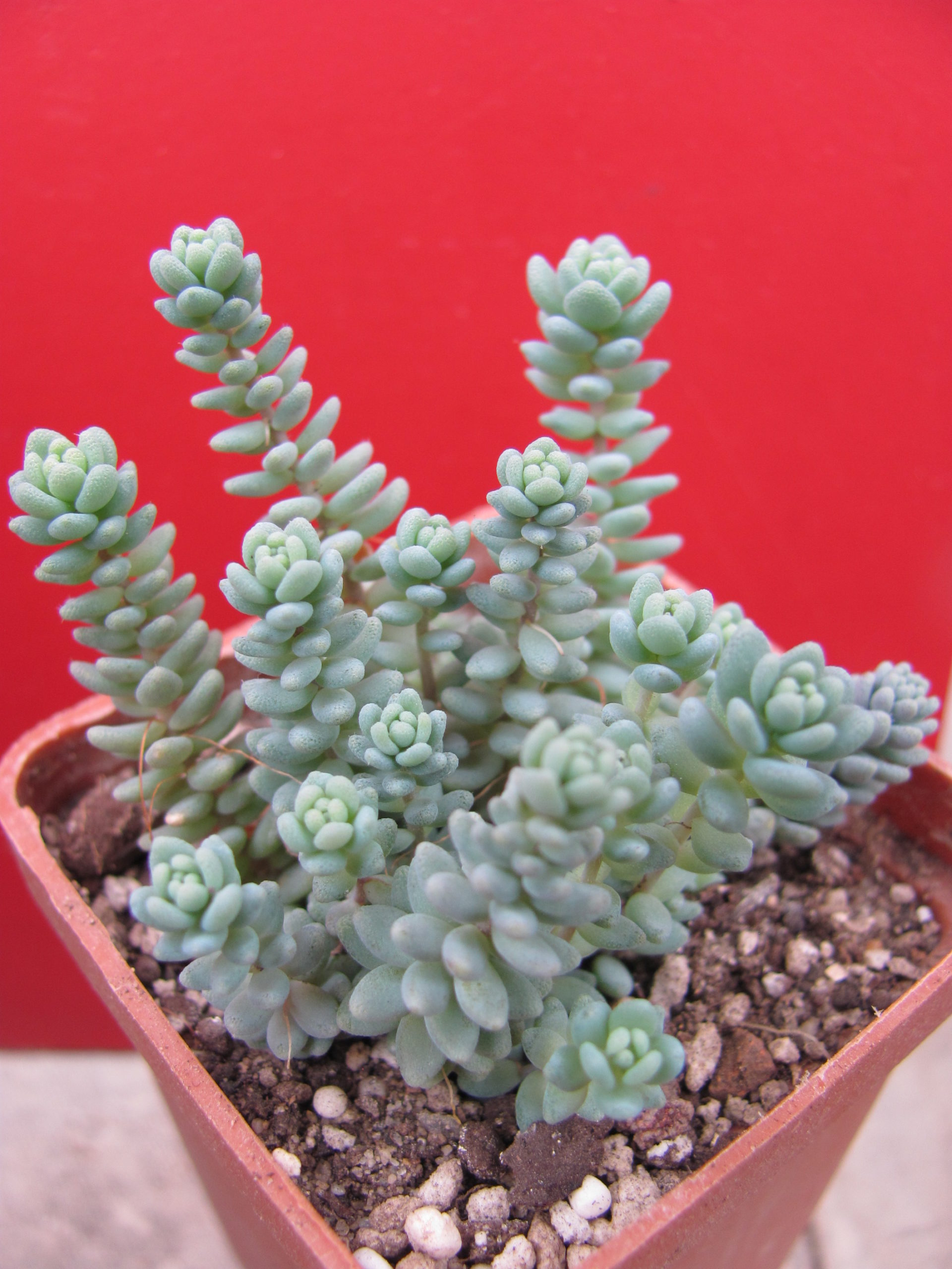 Sedum  dasyphyllum   *Major*