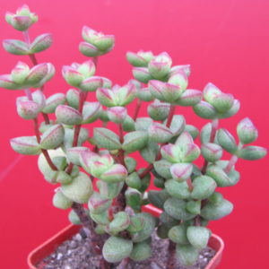 Crassula   laginosa