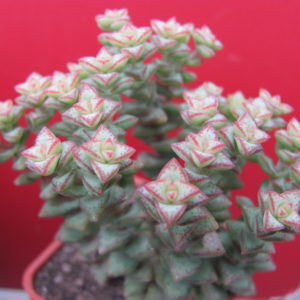 Crassula   rupestris
